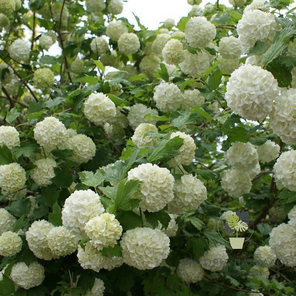❄️ ΒΙΒΟΥΡΝΟ “ΧΙΟΝΟΜΠΑΛΟ” – Viburnum opulus - 2